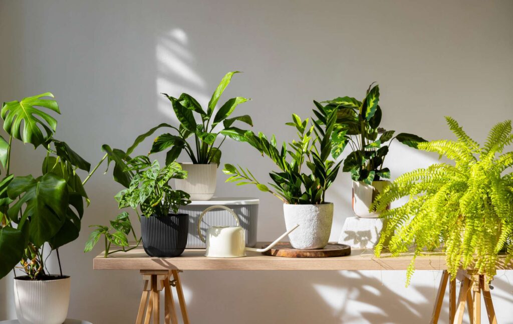 jpg_2000_e6be357e-5651-4bd0-abaa-870d6b6d4265