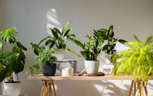 jpg_2000_e6be357e-5651-4bd0-abaa-870d6b6d4265