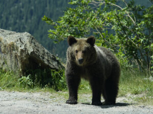 Медведь покалечил россиянина во время отдыха на природе