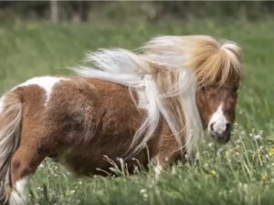 Конь Пумукель стал самой маленькой лошадкой в мире и попал в книгу рекордов