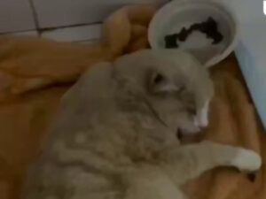 В Тюмени живодеры взорвали петарду в заднем проходе кота