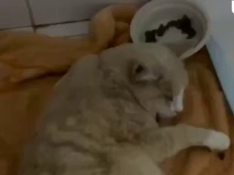 В Тюмени живодеры взорвали петарду в заднем проходе кота