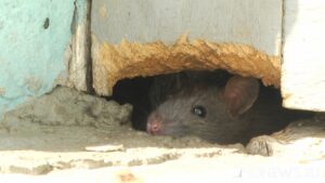 Крысы сгрызли провода в элитной иномарке – она стояла на паркинге в центре города