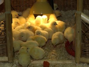 Цыплята оказались подвержены свойственному людям эффекту «буба — кики»