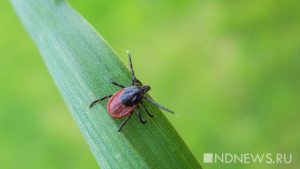 Чем опасны клещи весной: разъяснения профессора Пироговского Университета