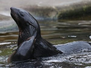 Атака акулы: морской котик в Приморье стал жертвой хищника!