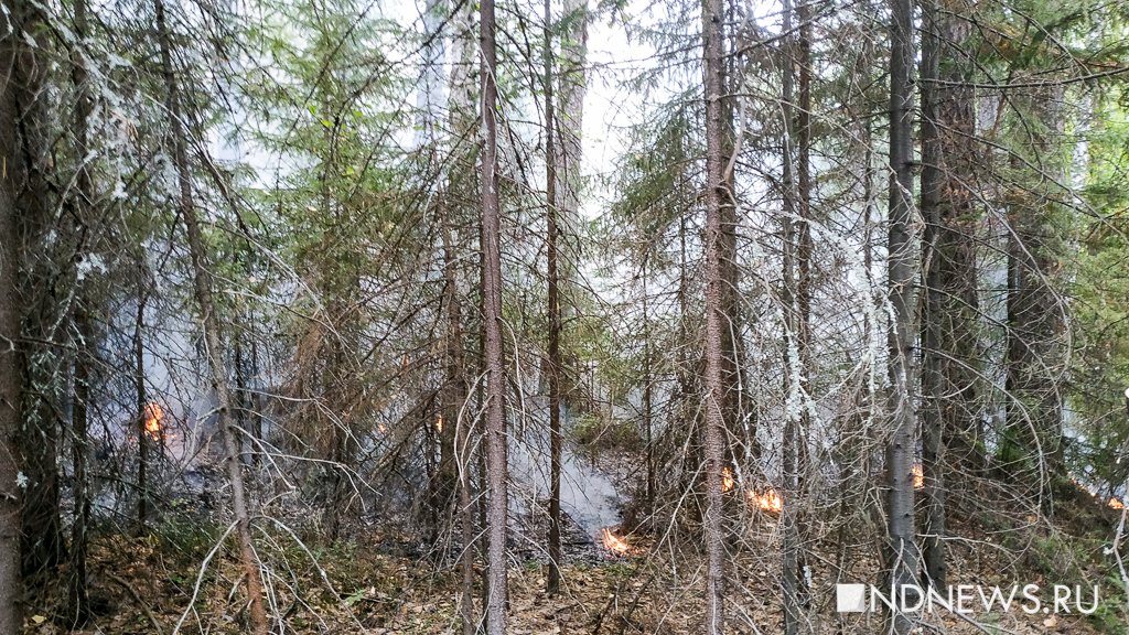 На Ямале ликвидируют 19 лесных пожаров