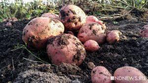 Из-за плохой погоды на Южном Урале может возникнуть дефицит картошки