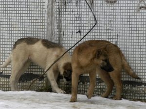 В Новгородской области возбуждено дело после нападения собаки на ребенка