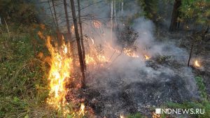 На Ямале действует 159 природных пожаров